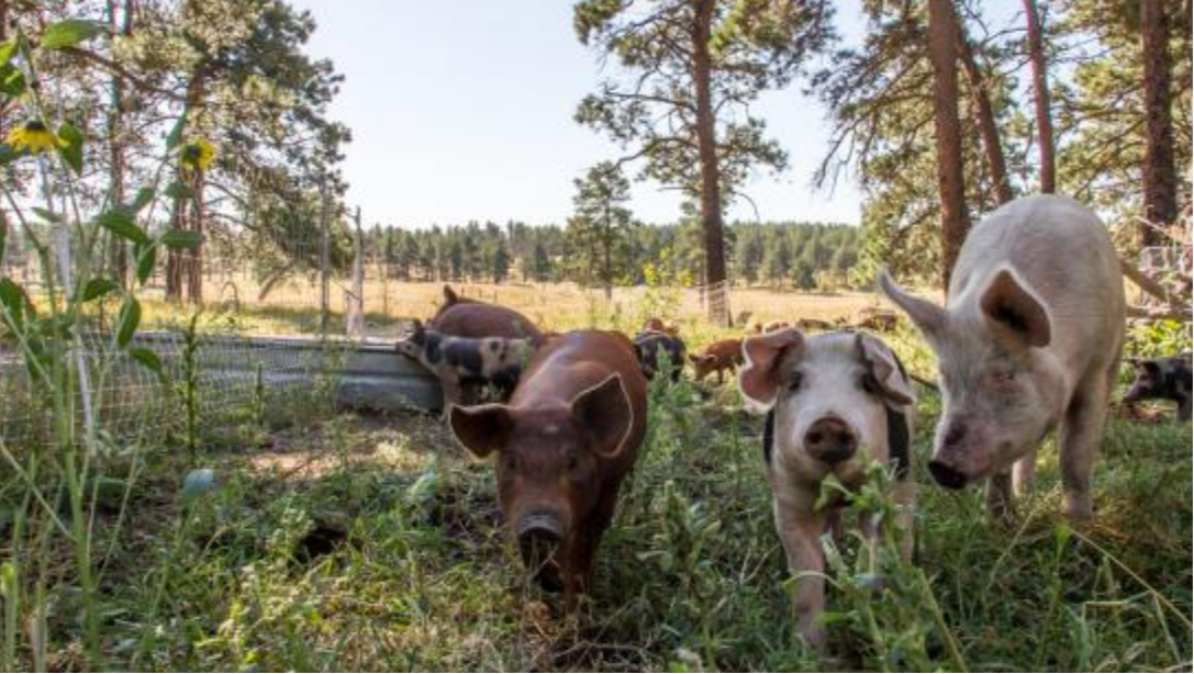 Indigenous Agricultural Practices: Cultivating Our Connection with Food